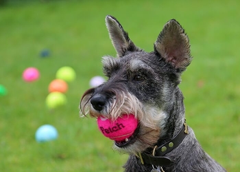 Hunde Tennisball pink