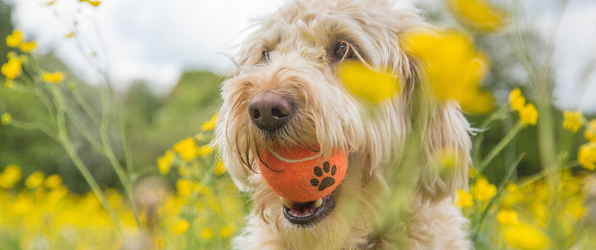 Hunde Tennisball orange